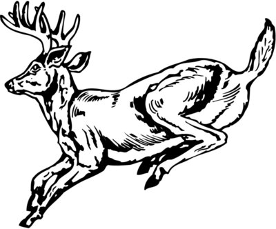 DEER027